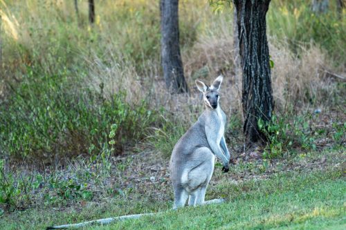 2026 Australien QL Kristin Sporbeck DSC 6017