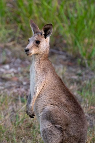 2026 Australien QL Kristin Sporbeck DSC 6028