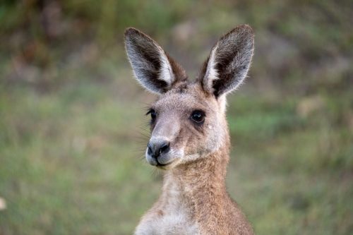 2026 Australien QL Kristin Sporbeck DSC 6056