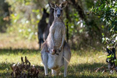 2026 Australien QL Kristin Sporbeck DSC 6230