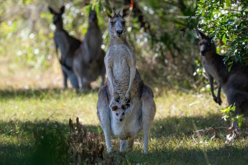 2026 Australien QL Kristin Sporbeck DSC 6317