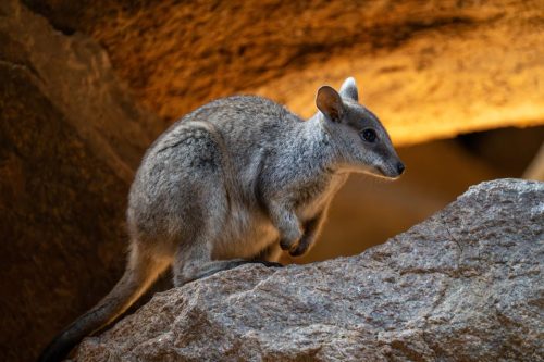 2026 Australien QL Kristin Sporbeck DSC 7330