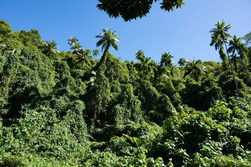 2026 Suedsee Rarotonga Kristin Sporbeck DSC 8048