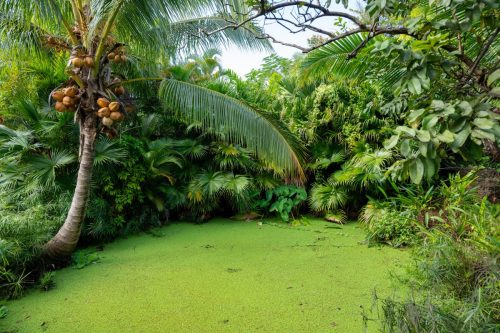 2026 Suedsee Rarotonga Kristin Sporbeck DSC 8063
